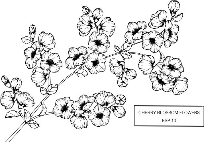 Elegant Cherry Blossom Line Art Vector Image