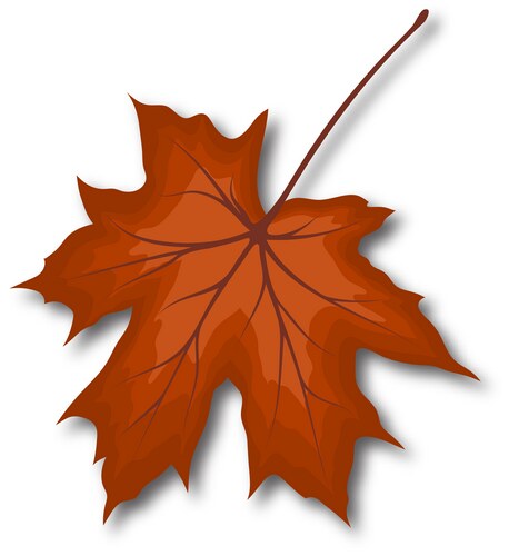 Maple leaf Royalty Free Vector Image - VectorStock