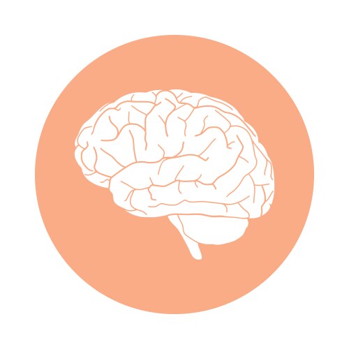 brain vector image