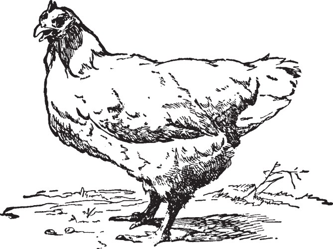 Vintage Hen Line Drawing Vector Image