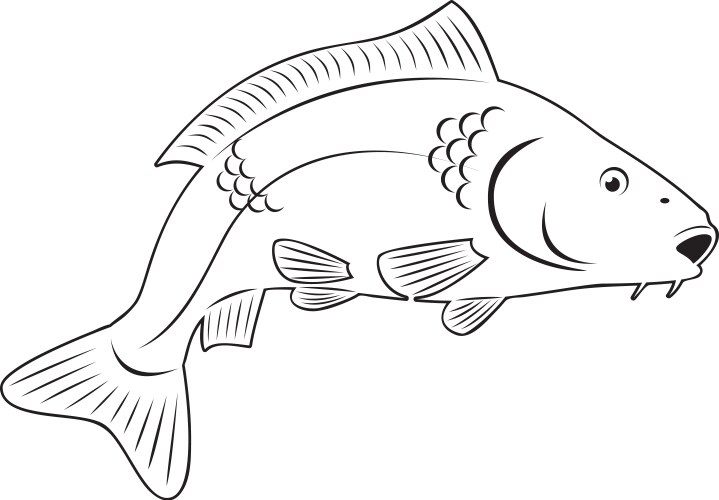 Carp Fish Photograph Vector Image