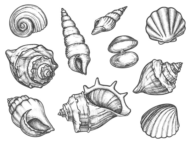 Seashell Sketch Set - Marine & Coastal Vector Image