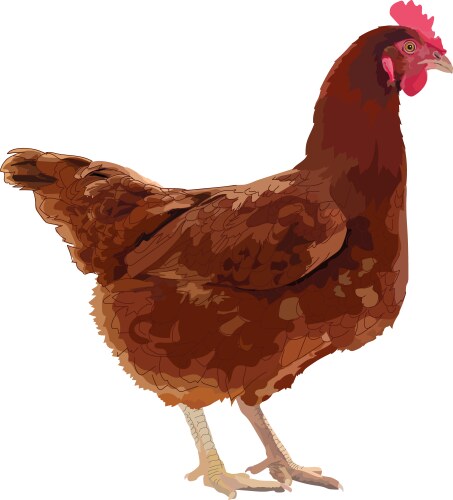 Realistic Brown Hen Drawing Vector Image