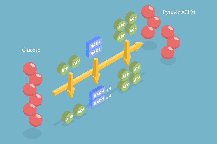 3d isometric flat conceptual Royalty Free Vector Image