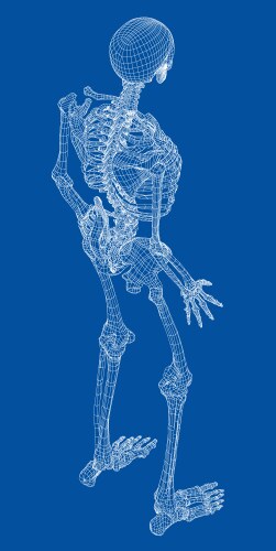Human anatomy Royalty Free Vector Image - VectorStock