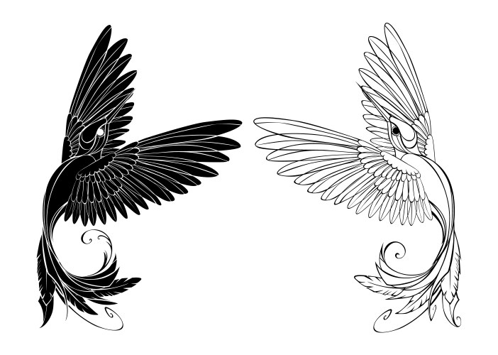 monochrome hummingbird vector image