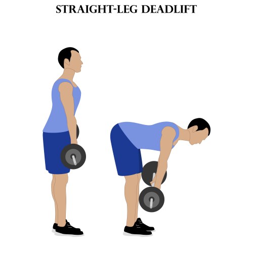 Straight leg deadlift exercise strength workout vector image