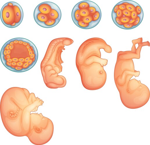 Human Embryonic Development Stages Royalty Free Vector Image
