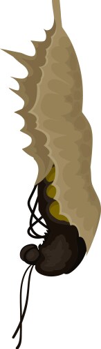 Butterfly emerging from chrysalis stage Vector Image