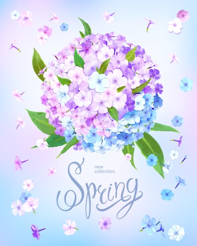 Spring background with phlox Vector Image