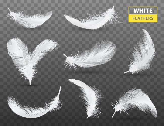 Flying white feathers falling realistic Royalty Free Vector