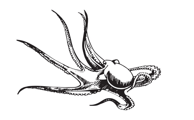 Graphical octopus isolated on white background Vector Image