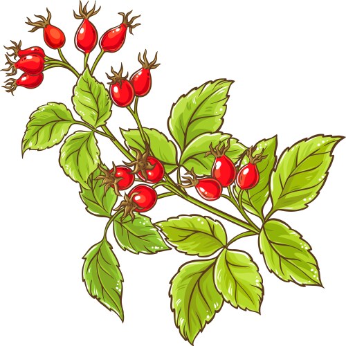 Dog rose branch colored detailed Vector Image
