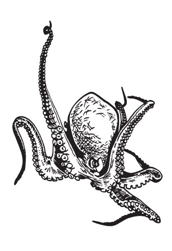 Graphical octopus isolated on white background Vector Image