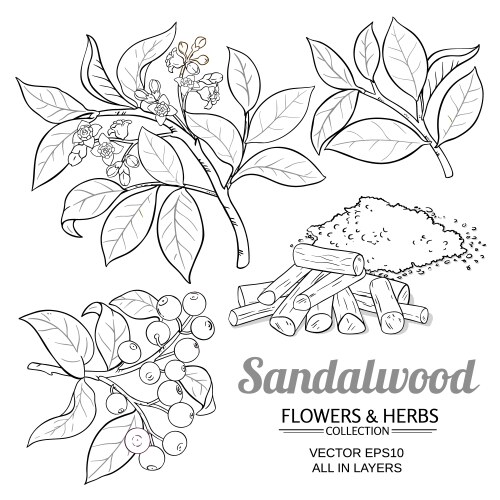 sandalwood plant set on white background vector image