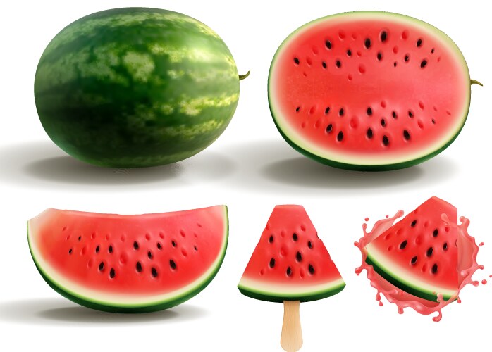 watermelon realistic set vector