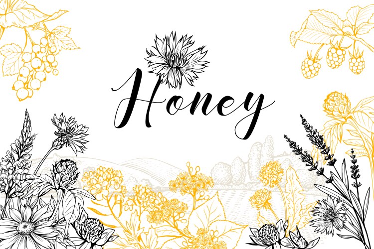 honey hand drawn banner template vector image