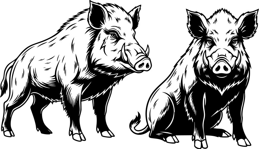 Two wild boars in sitting and standing pose Vector Image