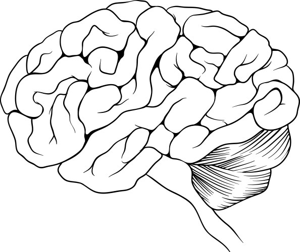 Human Brain Anatomy Drawing Vector Image