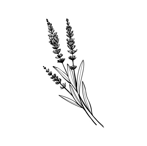 Lavender Sketch - Black Ink Vector Image