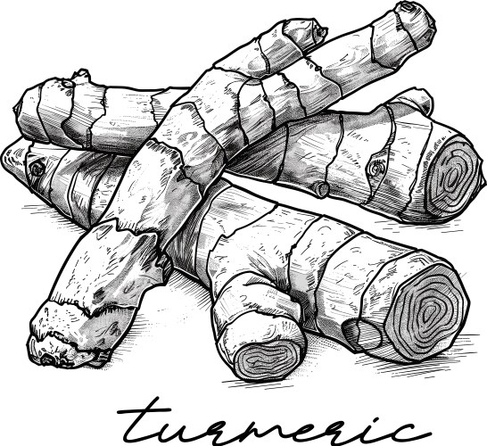 Turmeric Vector Images & Graphics for Commercial Use | VectorStock