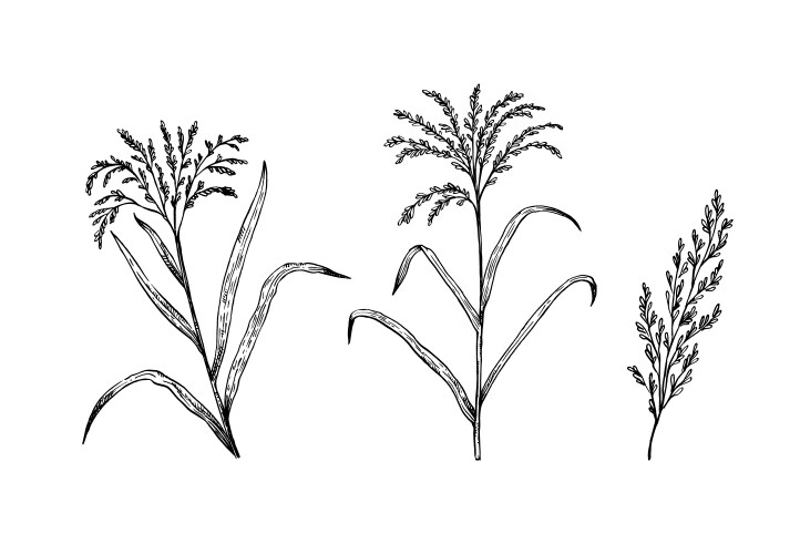 Rice plants and ears black white sketch vector image