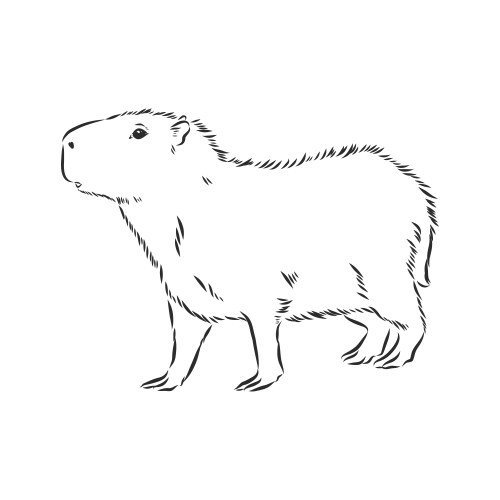 capybara hand drawing animals south america vector