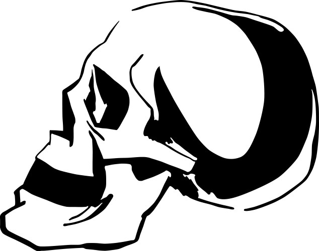 Skull Vector Image