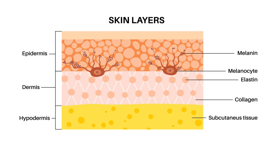 Melanin & Melanocytes Skin Anatomy  Royalty-Free Vector | VectorStock