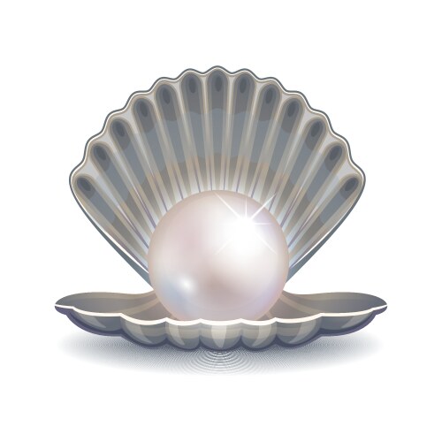 Realistic beautiful natural open sea pearl shell Vector Image