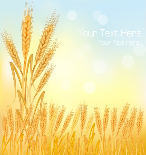 Wheat field background Royalty Free Vector Image
