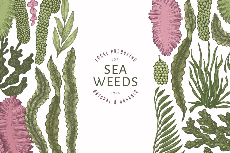 Seaweed color design template hand drawn seaweeds Vector Image