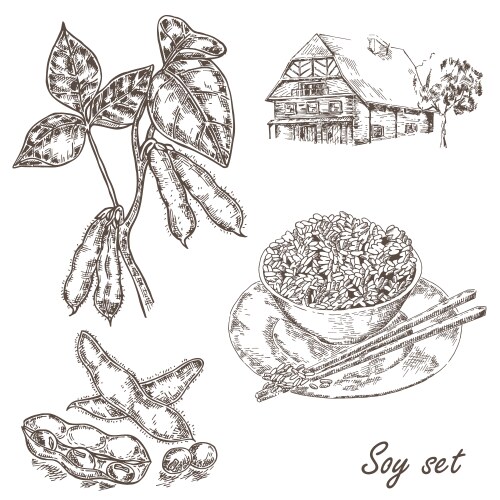Soybeans and Twigs Sketch vector image