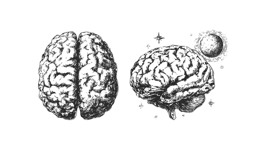 Detailed Human Brain Drawings Vector Image