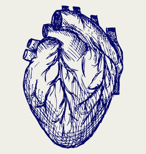 human heart vector image vector image