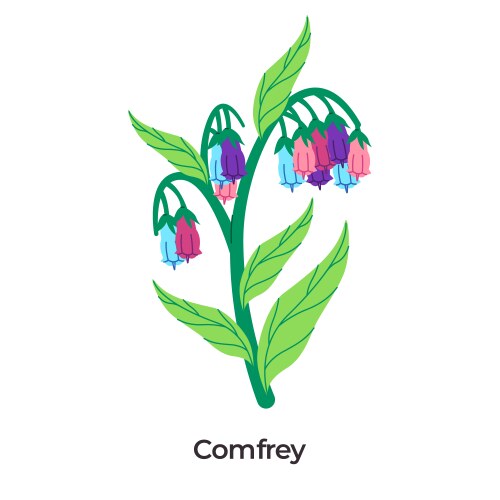 Comfrey herbal plant green stems Vector Image