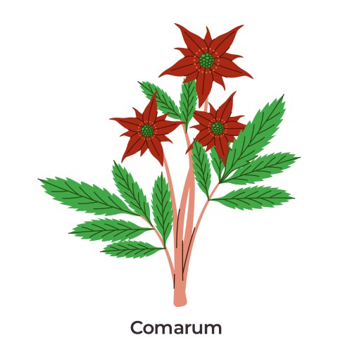 Comarum palustre or marsh Vector Image