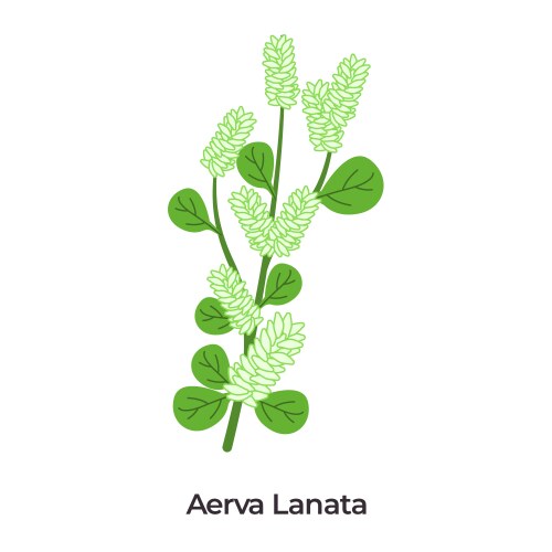 Aerva lanata or mountain knotgrass light green Vector Image