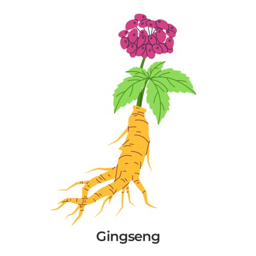 Ginseng medicinal plant gnarled yellow root green Vector Image