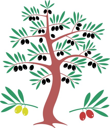 Parts of a olive tree isolated Royalty Free Vector Image
