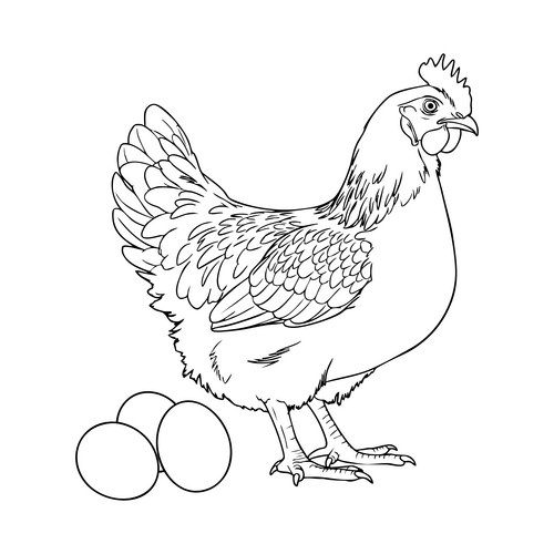 Hen with Eggs - Black and White Vector Image