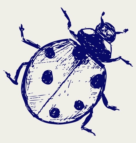 Cute Ladybug Sketch Vector Image