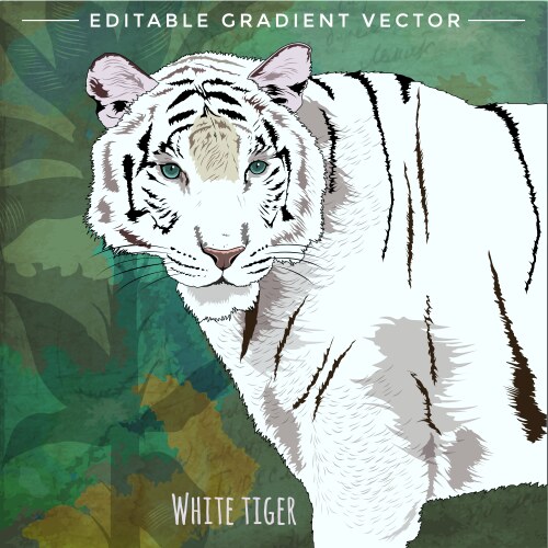 Wild cats white tiger vector image