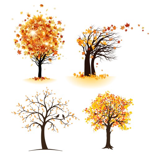 Maple tree on white Royalty Free Vector Image - VectorStock