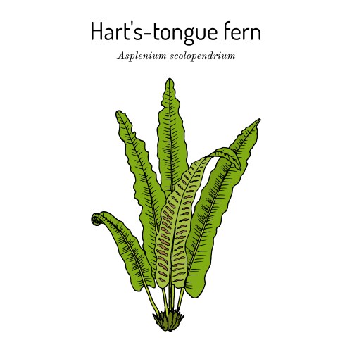 Harts-tongue fern asplenium scolopendrium Vector Image