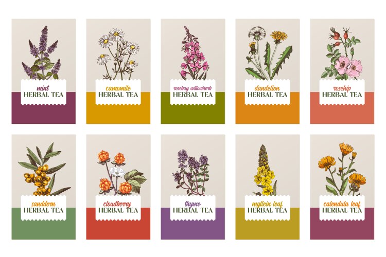 hand drawn herbal tea banners design templates vector