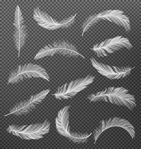 Realistic white feathers Royalty Free Vector Image