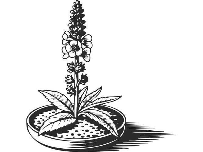Hand-Drawn Foxglove in Terracotta Pot Vector Image