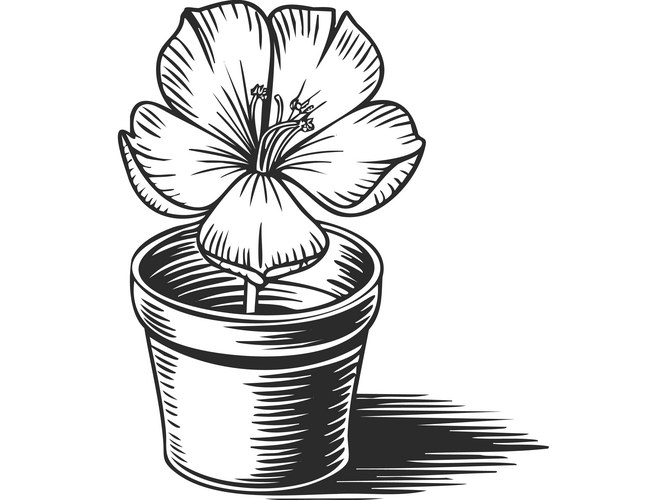 Black and White Amaryllis Flower Vector Image