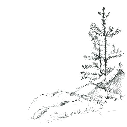 Set of different landscapes with pine trees Vector Image